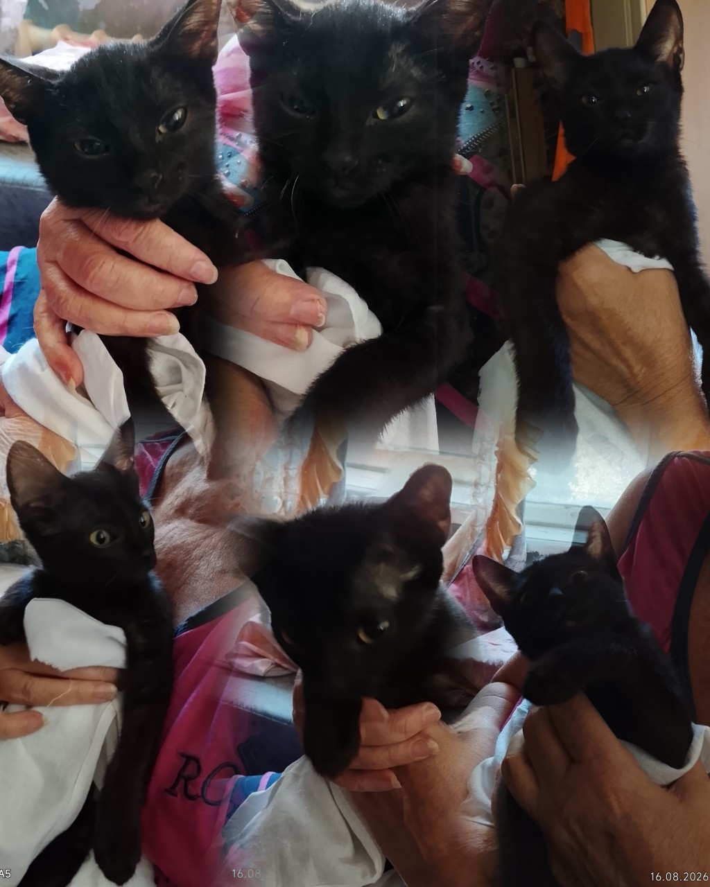 #котовасия#моикотымоебогатство#котомоРдель#КотяМотя
Доброго воскресного утра всем,друзья!🤗❤️
Давайте познакомимся! 
Это наша котя Мотя🤣❤️ Вот такие мы ! Очень она любит Барсика!
Наверное потому,что они похожи🤭😹Барсику  не  нравится сидеть с ребенком,потому что ребенок сильно активный и кусается😹А блогер наш обожает поспать,однако!
От Барсика скоро новый видосик будет. Всем отличного выходного дня. Всех обнимаем🤗🥰🫶