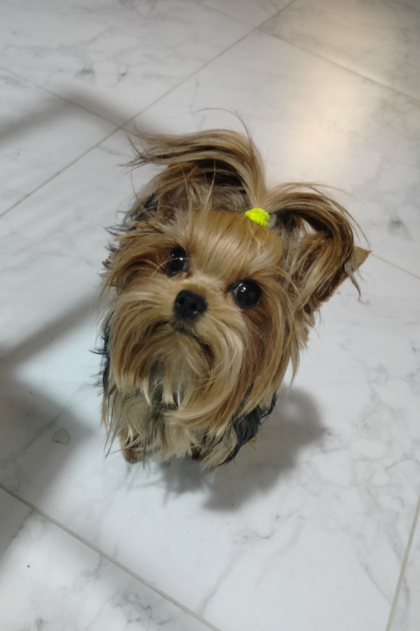 Vladova Tatiana в LOOKY — [#цоркширскийтерьер ](цоркширскийтерьер)
[#маленькаясобачка 