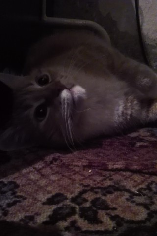 samael_tragedy в LOOKY. . У меня был друг, сам...