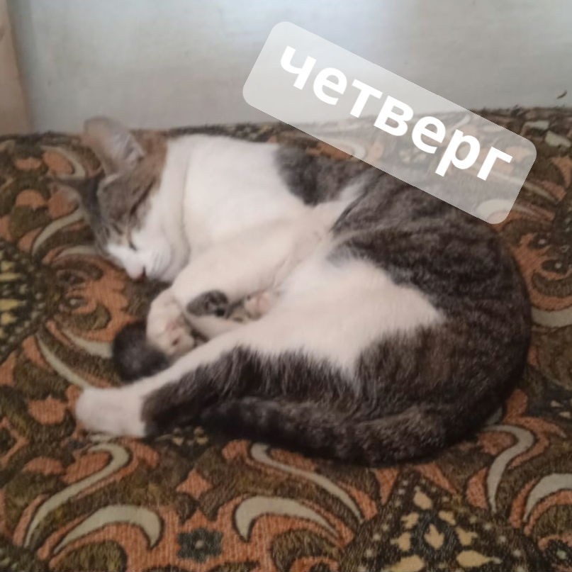 Кот Мурчик in LOOKY. . Всё... Я спать💤💤😴