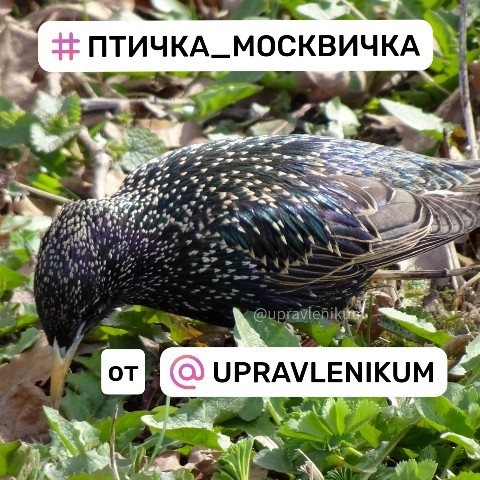 Топ-топ блогер в LOOKY. #птичка_москвичка,#фауна_управленикума,#птичка,#птица,#bird,#скворец,#скворцы,#москва,#птицымосквы,#река,#море,#апрель,#весна,#looky_топ. Объявляю челлендж #п...