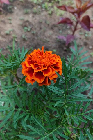 Looky_1722602780023 в LOOKY. . 