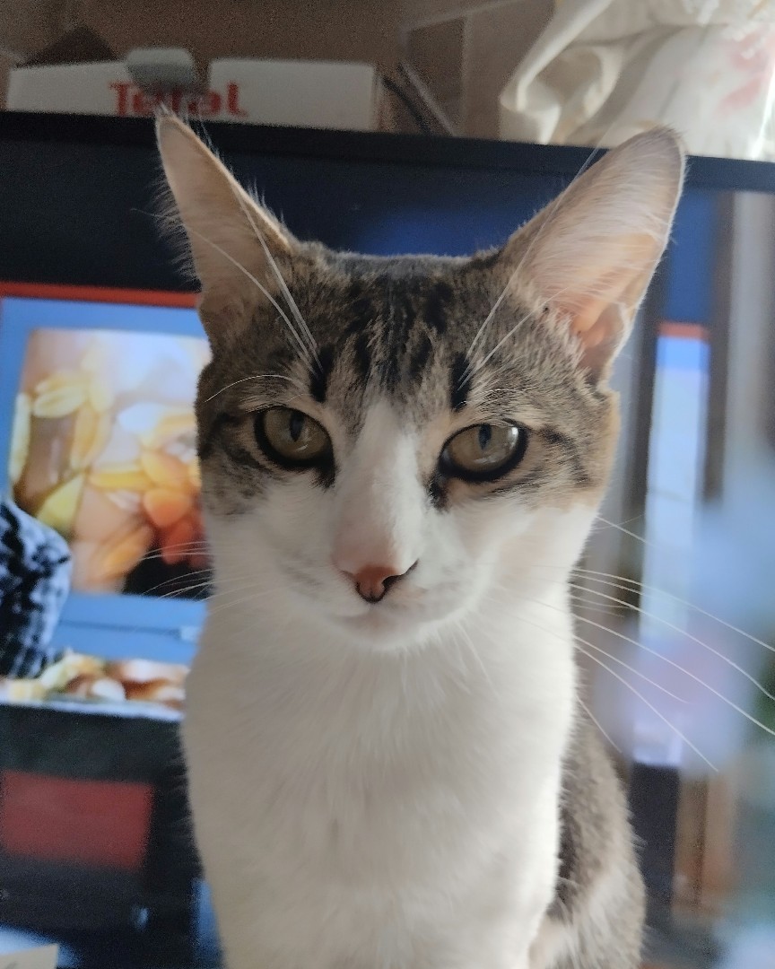 Кот Мурчик in LOOKY. . Привет!!!