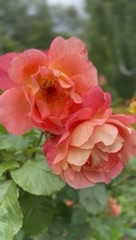 Camomile в LOOKY. . 