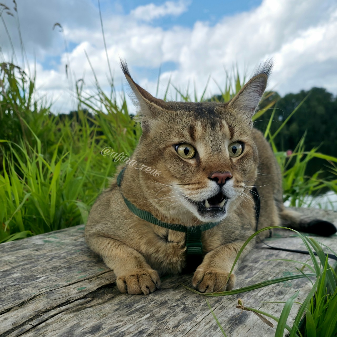 afina_zeus в LOOKY. #кот,#кошка,#коты,#мыизкотограма,#наприроде,#пейзаж,#красивыеместа,#фотосессия,#looky,#looky_топ. Моё лицо, когда спро...