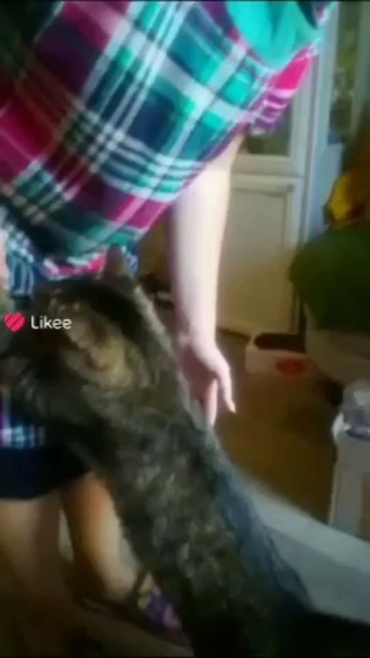 kitty в LOOKY — Васеныш любит ласкаться на ручках 💕🥹😻 Простится на ручки 