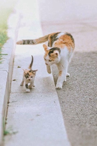 sl.cats в LOOKY. . 
