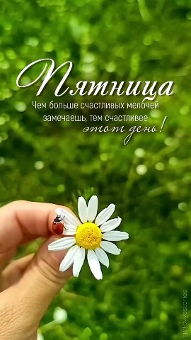 ВОЛК СЕРЫЙ