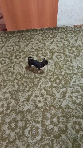 Looky_178783334311939 в LOOKY. . Чих воспитанный кото...