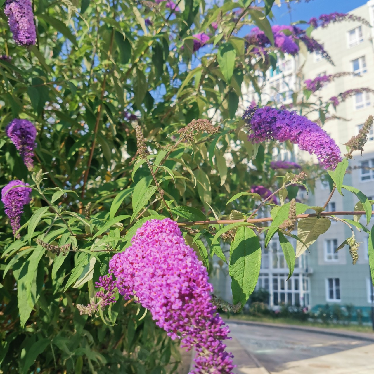 Надежда в LOOKY — фото 3