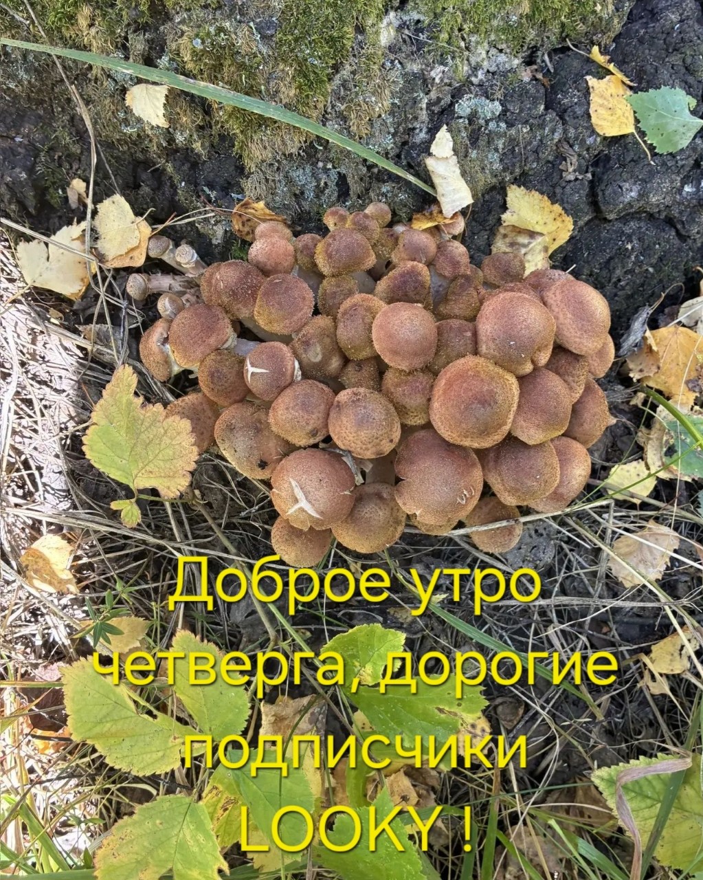  в LOOKY — Пошли осенние опята!🤎🤎🤎
