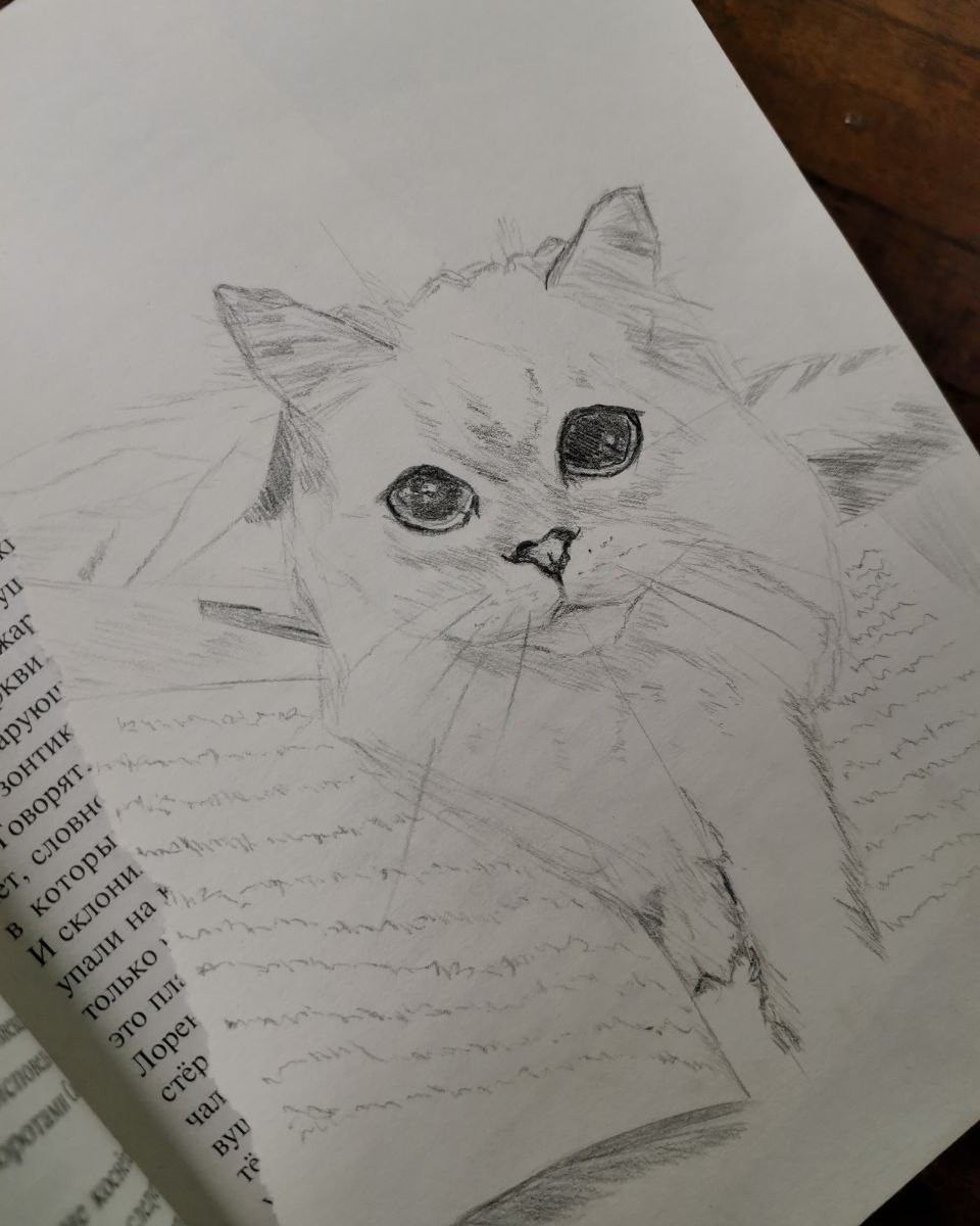 #котики #рисуноккарандашом #рисуноккотиков