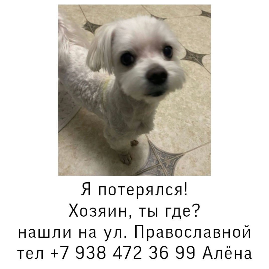 Я потерялся!
Хозяин, ты где?
нашли на ул. Православной
телефон для связи +7 93847236 99 Алёна

#Сочи
#потеряшка
#мальтийскаяболонка
#мальтезе
#хочудомой
#Православная
#найденасобака 
#пропаласобака 
#ШИВ