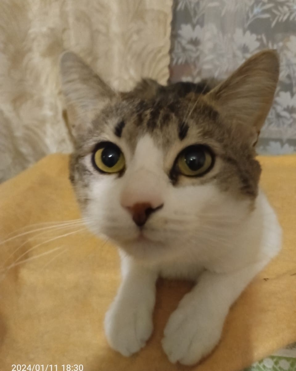 Кот Мурчик in LOOKY. . Ну что, лайк постави...