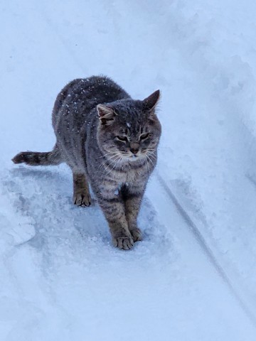 Светлана в LOOKY. #кошка,#животные,#снег,#красиво,#looky,#looky_блогер,#looky_контент,#looky_you,#looky_топ,#looky_official,#москва. 🐈‍⬛ Вышла кошка на ...