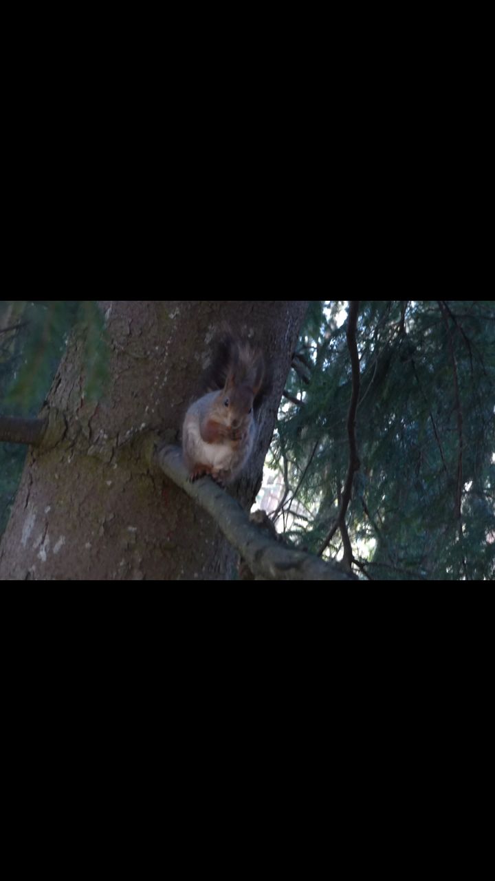 Юльчик в LOOKY. . Белка🐿 [#рилс ](рил...