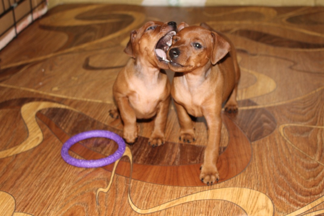 Элина Прилепкина в LOOKY. #. Маленькие солнечные ...