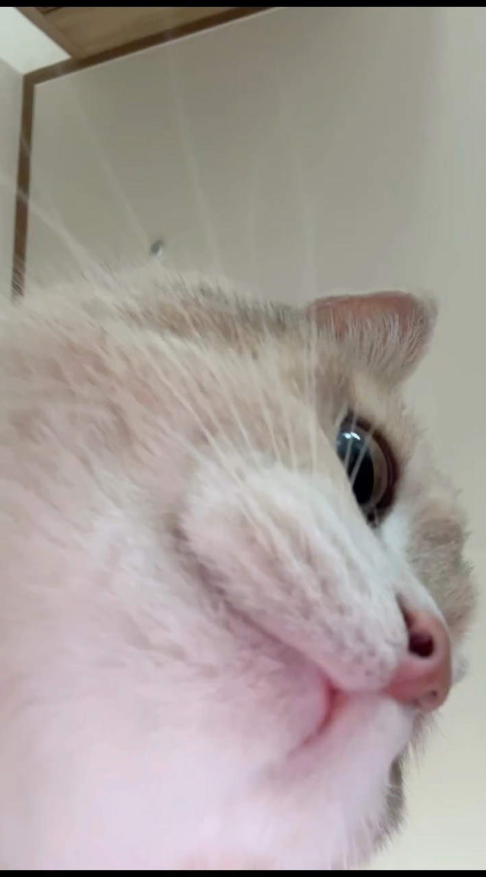 Looky_176434777057286 в LOOKY. #котики,#котята,#котикиправятмиром,#домашниеживотные,#котэ,#котейка,#питомцы,#топ. #котики #котята #кот...