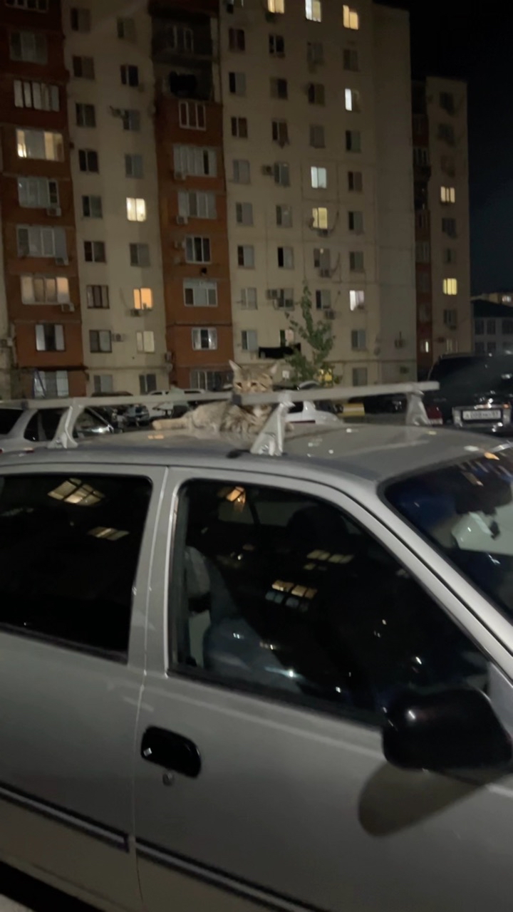Looky_1706045979324 в LOOKY. . Сторожилы нашего дво...