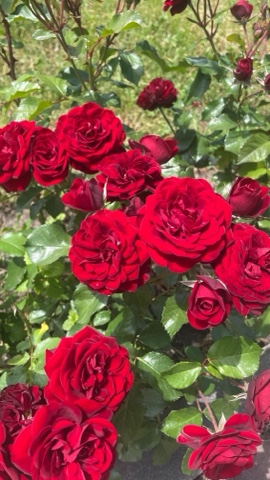 sashabo93 в LOOKY. . 🌹