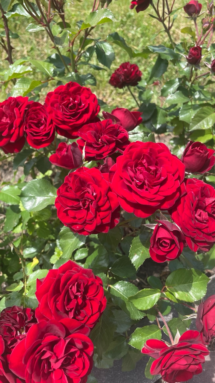 🌹