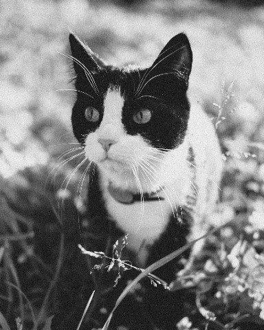 Алёна в LOOKY. . [#bw_lover](bw_lover...