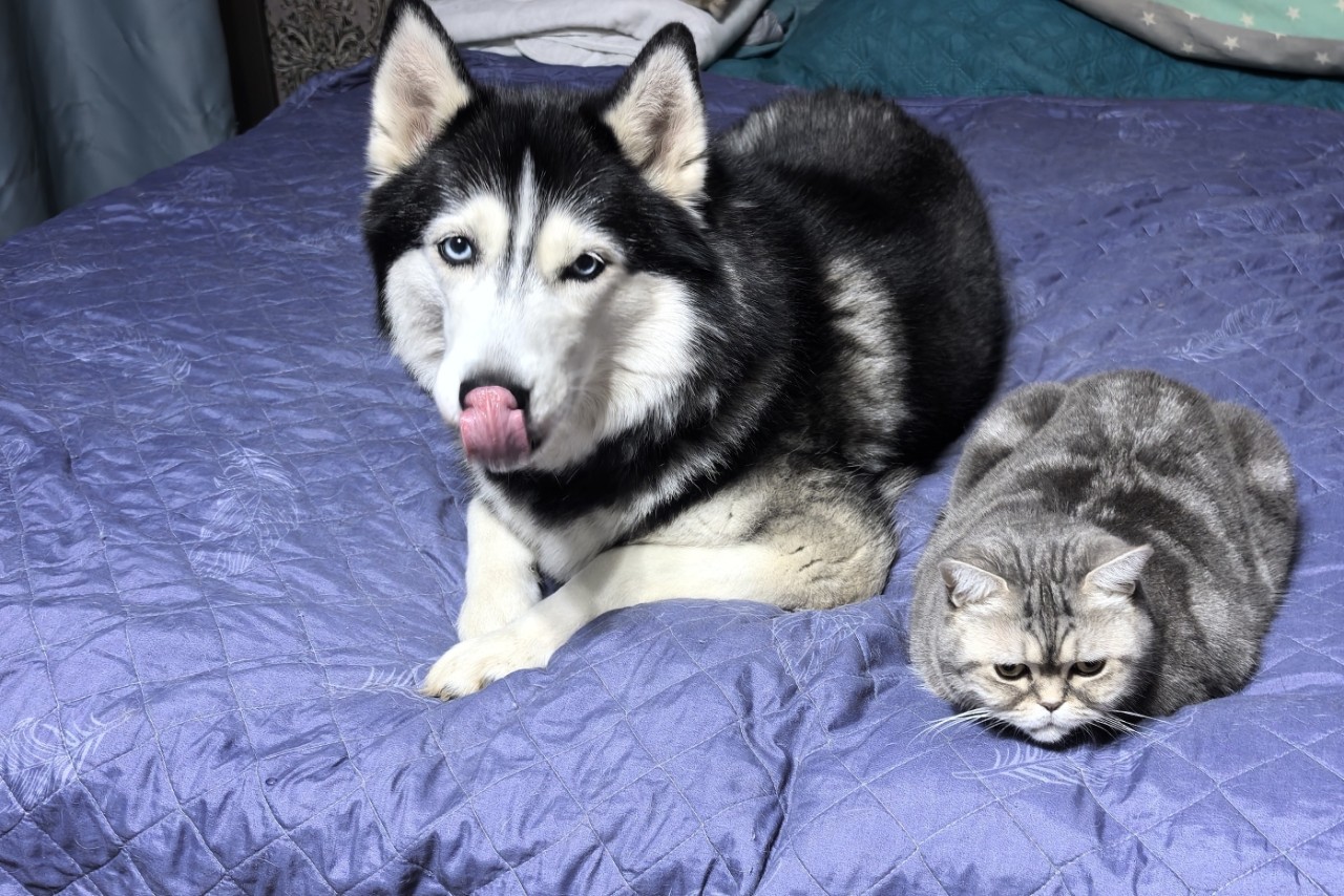 Константин Корзов в LOOKY. #хаски,#кошка,#стая. Подружки 🤗 #хаски #...