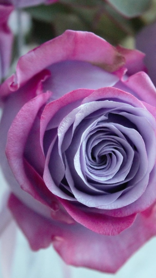 irinabogdanova_flowers в LOOKY — фото 7