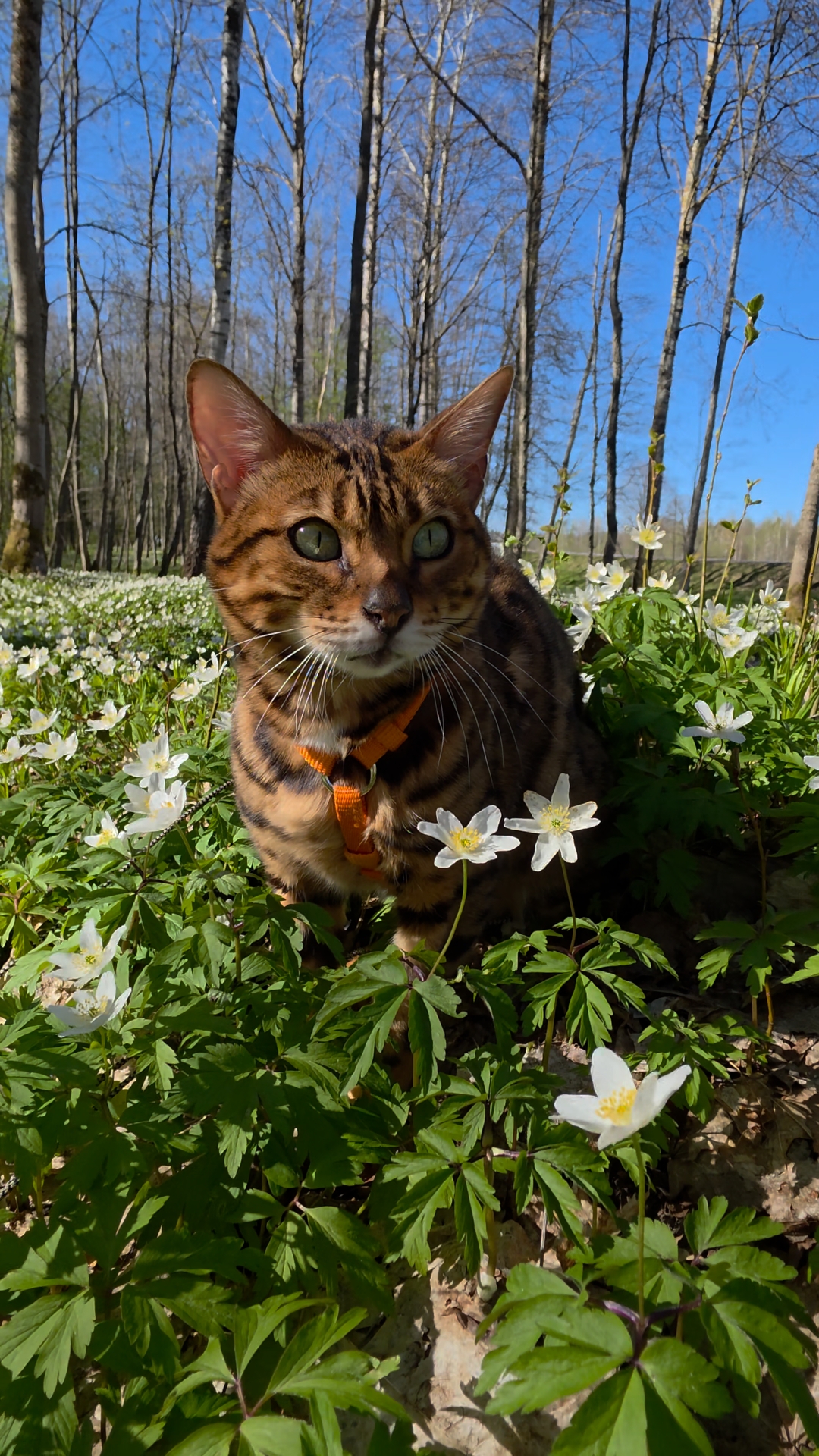 afina_zeus в LOOKY. #коты,#кот,#мыизкотограма,#бенгалы,#бенгальскаякошка,#любимецсемьи,#котикиправятмиром,#наприроде,#природапрекрасна,#видеомомент,#видосики,#рилсы,#жизнькота,#looky,#looky_official,#looky_кошки,#looky_контент,#looky_наприроде,#цветы,#ветреница,#анемоны,#первоцветы,#подснежники. Как же я люблю такую...