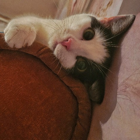 daria_mur в LOOKY. #mur,#beauty,#blog,#котик,#актив,#рек,#blogger,#blog,#bloggers,#makeup,#красота. Хочу похвастаться св...