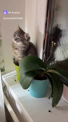  в LOOKY — #Котя