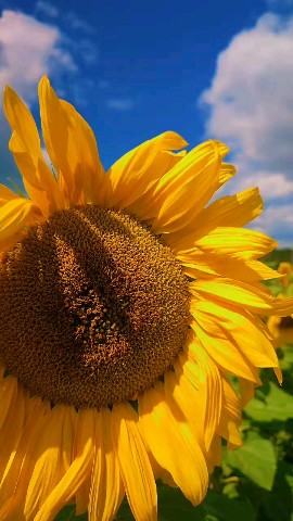 svetlana7_life в LOOKY. . Капелька солнца в до...