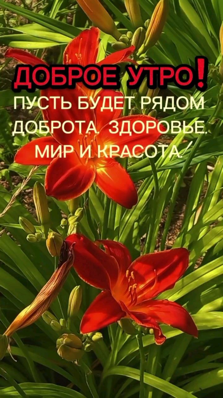toma_tomira45 в LOOKY — Добрре утро!
Желаю мира, добра, здороаья и красоту!
[#здоров