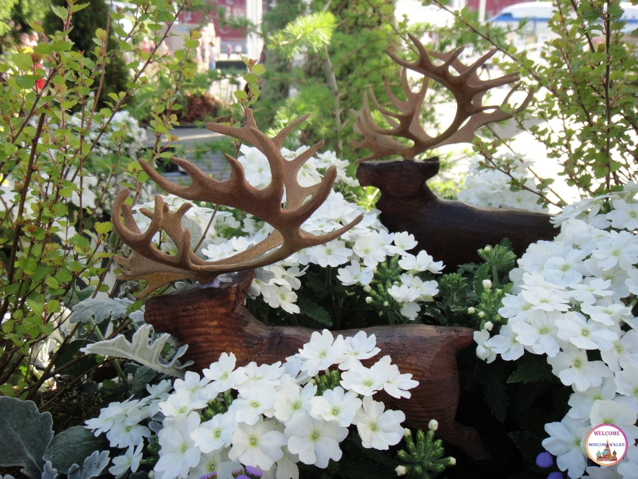 Welcome Moscow walks в LOOKY. #лето,#цветы. Умчи меня олень,
В с...