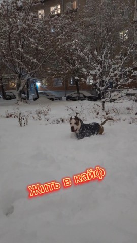 Жизнь Арчи в LOOKY. #Жизнь_с_Арчи,#Арчи,#Амстафф,#зима,#сугробы,#2025год. Арчи обожает сугробы...