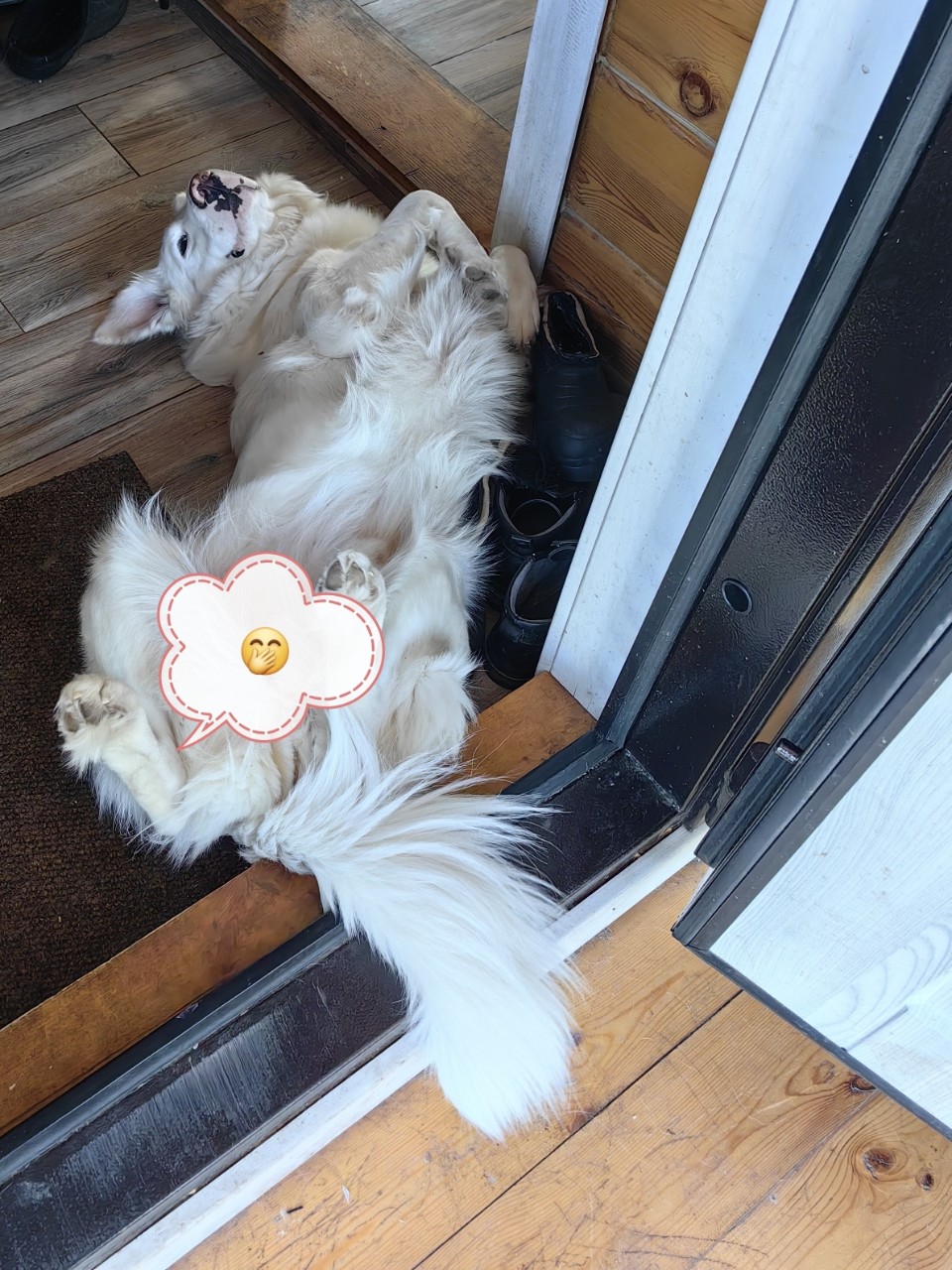 pinchuk_brand в LOOKY — Больше же места не нашлось, кроме как у входа развалиться и 