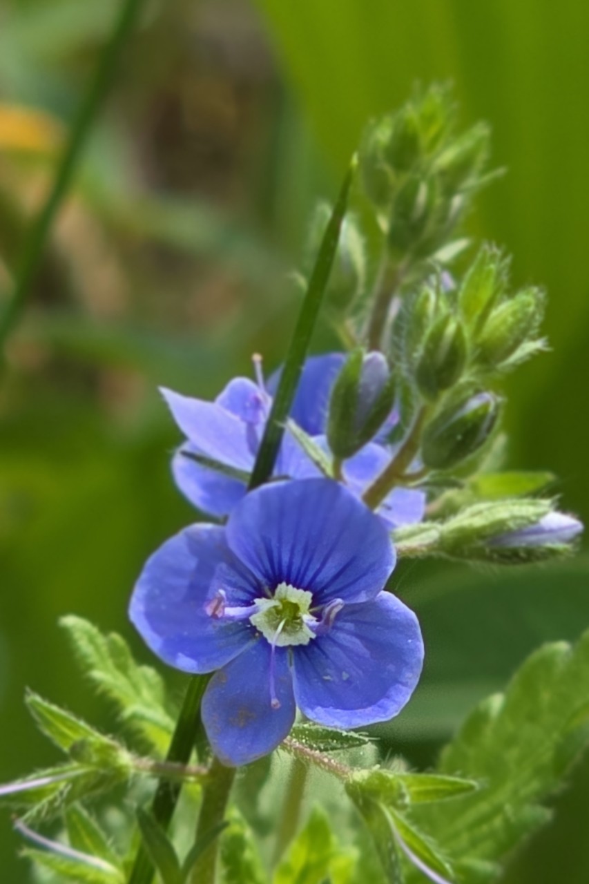 Fleurs в LOOKY — Синеглазое чудо под ногами: вероника дубравная. 🪻
Вы наверн