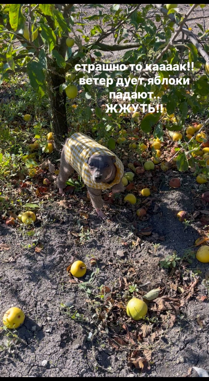 Looky_175848086136299 в LOOKY. #изидог,#моясобака,#агт,#mydog,#izi_dog. Ох и погодка сегодня...
