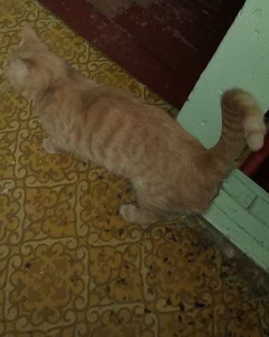 lexvlados в LOOKY. . Соседский котёнок в ...