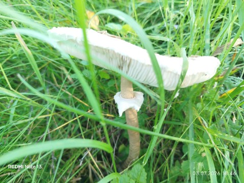 Looky_178767558555066 в LOOKY. . 