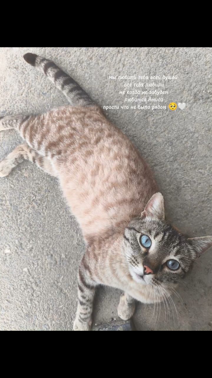 Sana_2654 в LOOKY — Вчера исполнился ровно год как не стало красавицы Амисы 🥺😔
