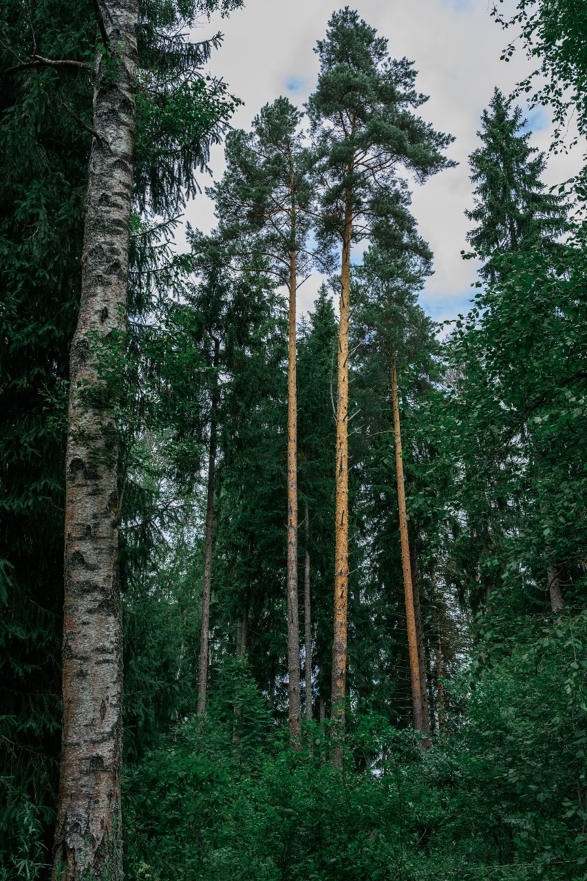 poboruev_landscape в LOOKY