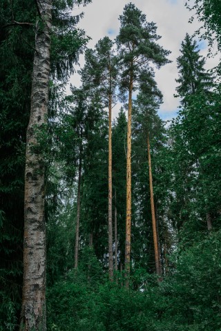 poboruev_landscape в LOOKY. #природа,#лес,#сосны,#лето,#зелень,#деревья. Лесные прогулки. В г...