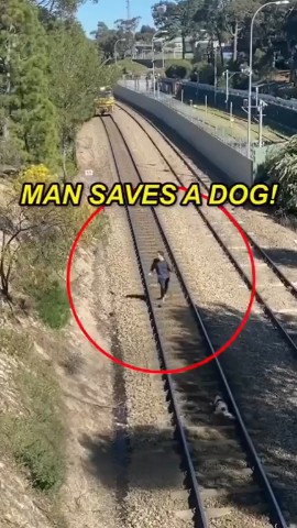 Easy-swag в LOOKY. #looky,#dogs. Watch the complete v...