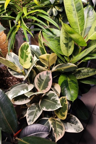 lanaVi в LOOKY. #Ficus. #Ficus
Добрейшего ут...