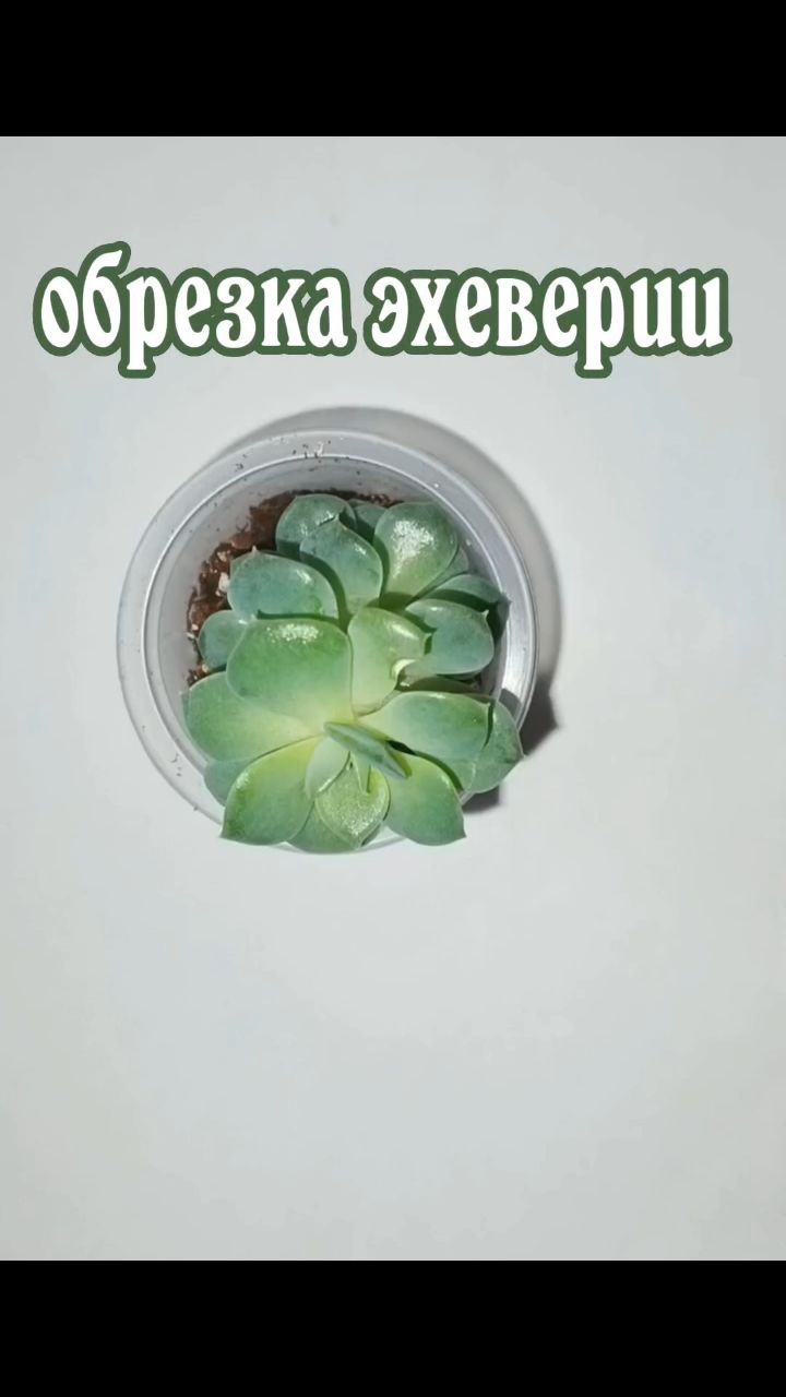 Зеленые пальцы в LOOKY — #обрезкаэхеверии #суккуленты #эхеверия #размножениерастений