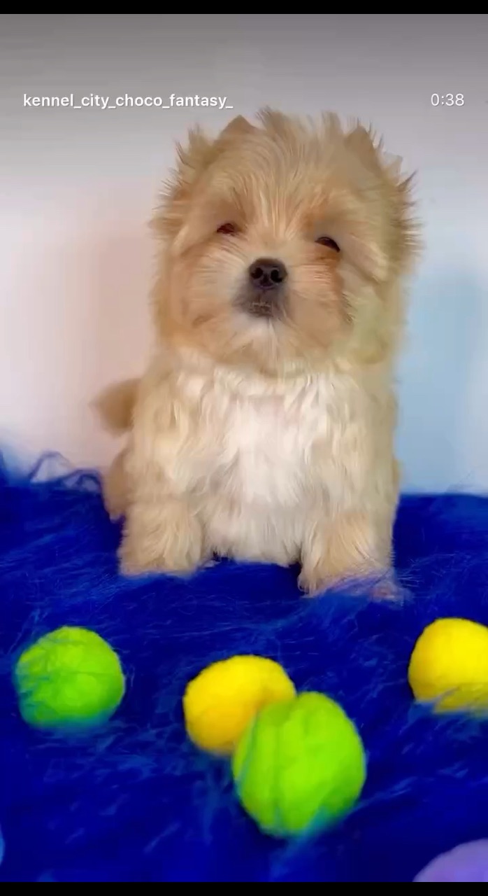Цветные йорки Мальтипу в LOOKY. . https://t.me/kennelc...