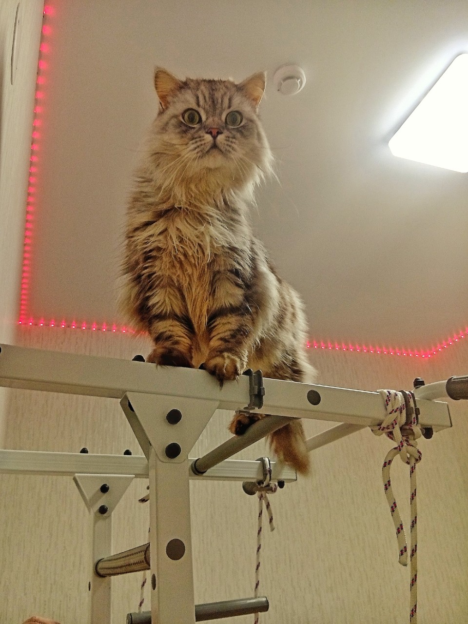 darenka_little в LOOKY. #котики,#cats,#ilovemycat,#lovecats,#nature,#instacat,#kitty,#animals,#коты #кот #cat #catsofinstagram #кошка #кошки #котята #котик #котэ #catstagram #котенок #животные #catlover #catlovers #instacat #инстакот #котя #котятки #catlife #catoftheday #cats_of_instagram. Космос акробат
#коте...