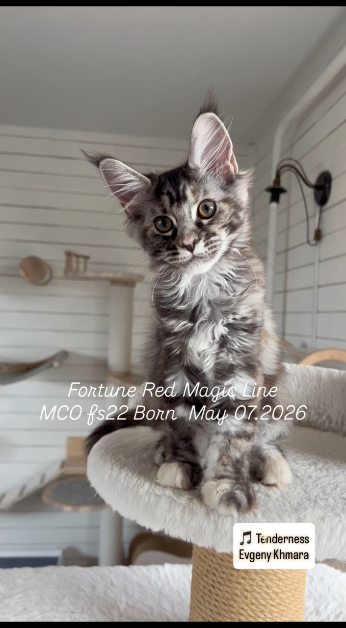 elena.vishneva в LOOKY. #redmagicline,#silvermainecoonkitten,#mainecoonkitty,#питомникмейнкуновмосква,#котенокмейнкунмосква. Фортуна , серебриста...