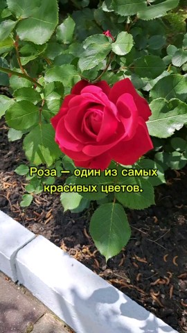 Looky_174103577226293 в LOOKY. . РОЗЫ
[#красота ](кра...